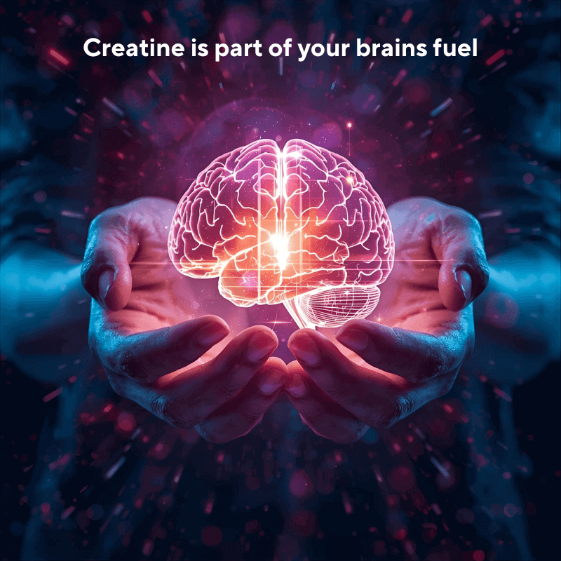 Hands holding a brain, representing the cognitive function benefits of our creatine for cognitive function